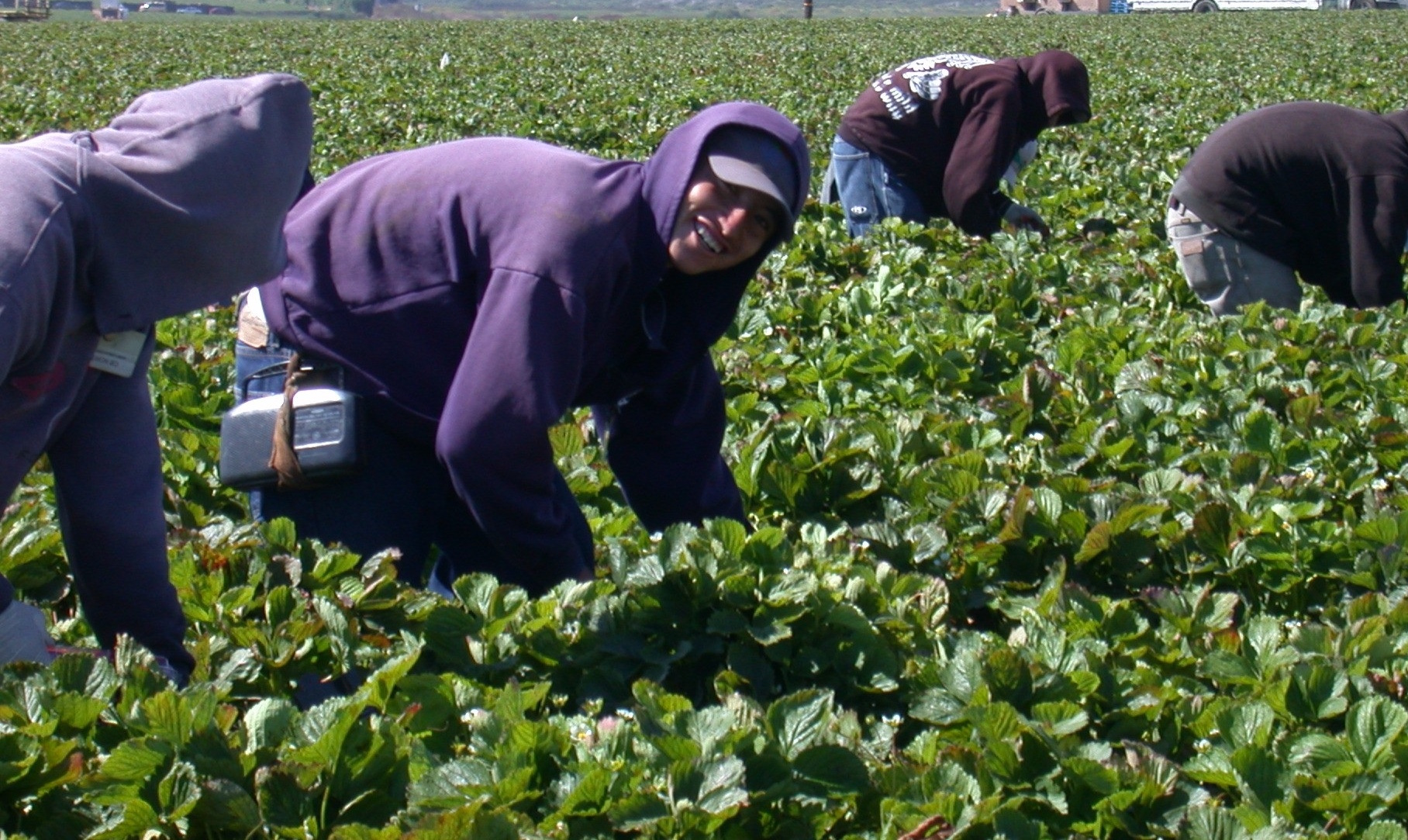 Seasonal Workers face ongoing exploitation as government shows little interest in enforcement